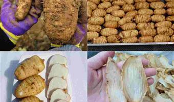 昭通干天麻长什么样子？古德生物教你识别优质干天麻