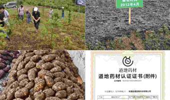 昭通干天麻有效果吗？古德生物用科学与产品给出肯定答案