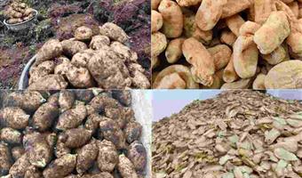 昭通干天麻有多少种？古德生物带你解锁全品类体系