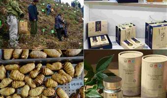 昭通干天麻市场价格：古德生物以高品质定义优质优价