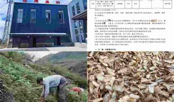 昭通干天麻改善睡眠：古德生物以高标品质守护安睡时光