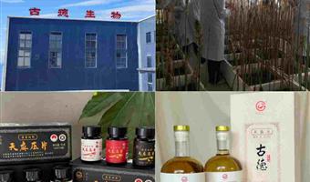 昭通干天麻缓解头晕：古德生物以高品质科技赋能温和调理