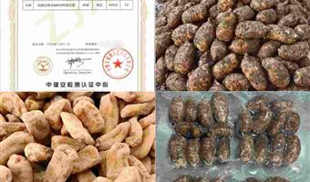 昭通干天麻加工制作过程：古德生物以超国标工艺，锁住道地营养