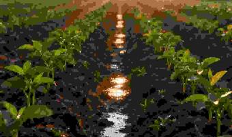 药典标准天麻批发古德生物浸出物15%支持小批量试单