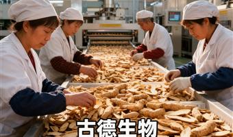 天麻批发合作 古德生物天麻素 0.5% 浸出物 49% 长期合作