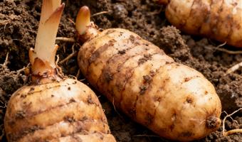 古德生物天麻原料 适配健康饮品 天麻素 0.5% 浸出物 57%