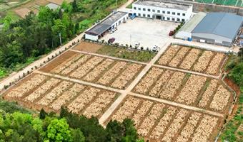 天麻集采服务 古德生物及时响应 浸出物 48% 天麻素 0.5%